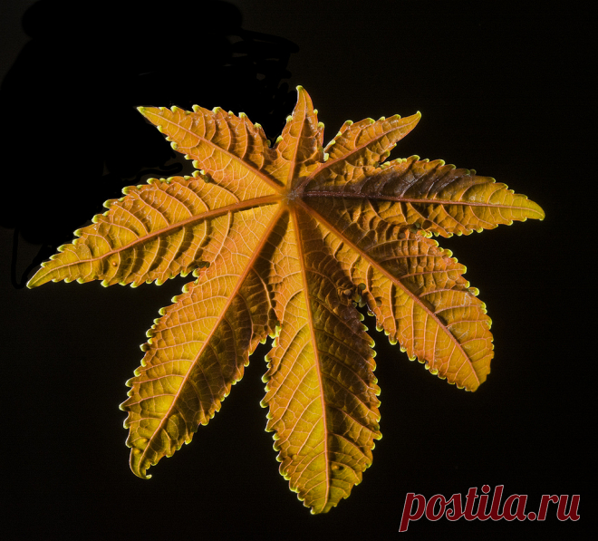 Fall Color In Southern California
