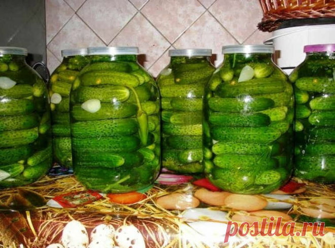 Огурцы 