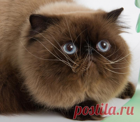 Ло-шарик
