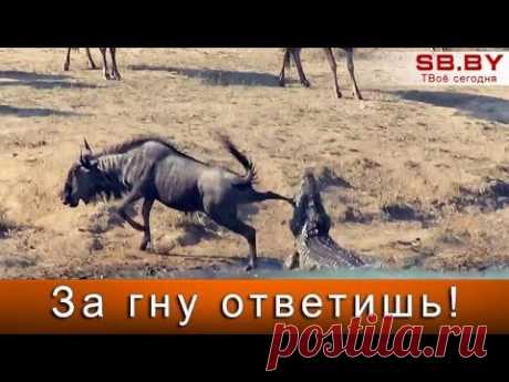 Бегемоты спасли антилопу гну от крокодила