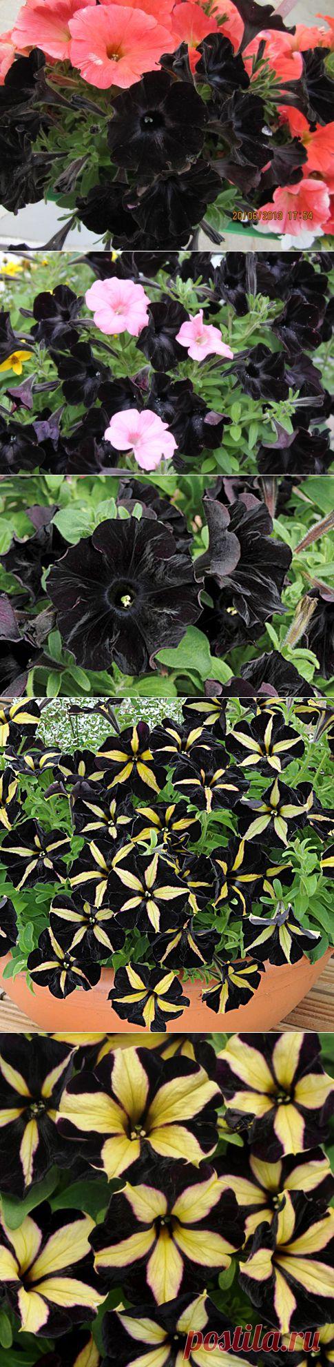 ПЕТУНИИ - ЧЕРНЫЙ БАРХАТ. | Самоцветик