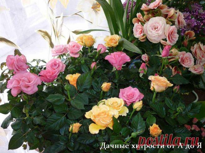 ЧЕМ ПОДКАРМЛИВАТЬ КОМНАТНЫЕ РАСТЕНИЯ?