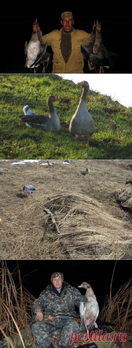 Ночная охота на гусей весной