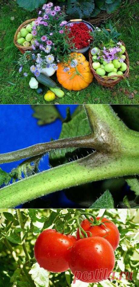 Старый метод подкормки растений и профилактика фитофторы! | ЖЕНСКИЙ МИР