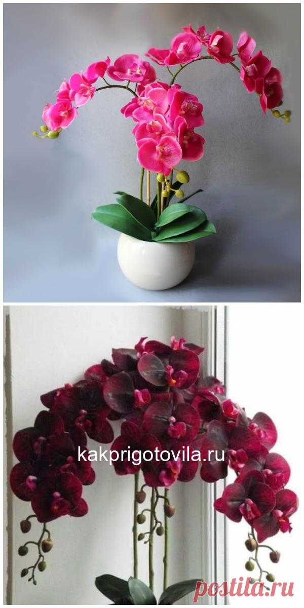 Перекись водорода — лучшее удобрение для орхидей