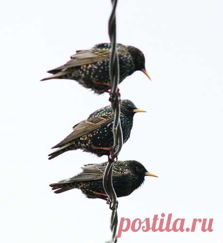 Яндекс.Фотки
