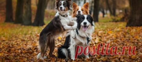 Мне жалко тех, кто нас не понимает,
Кто в спину шепчет: «Тварей развели!»
И радостно ладони потирает,
Узнав о смерти маленькой души.
Кто палкой тычет бедную собаку,
Бредущую по улице одну.
И кто готов бросаться сразу в драку,
Собачника увидев за версту.
Где им понять, как сердце замирает,
Как на душе становиться тепло,
Когда твой верный пёс тебя встречает,
Хозяина увидев сквозь окно!
Скулит от счастья, лапы поджимает,
Прохладным носом тычется в пальто,
И полной грудью запах твой вдыхает
Скажите,