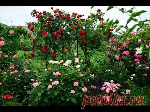 ADR. Розы со знаком качества.