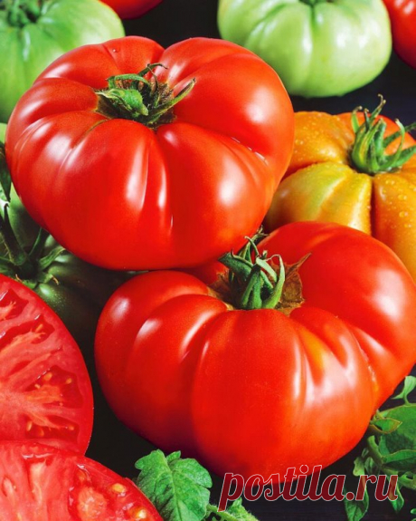 🍅СОБЛЮДАЙТЕ ЭТИ ПРАВИЛА ДОЗАРИВАНИЯ — ВКУСНЫЕ СВЕЖИЕ ТОМАТЫ БУДУТ У ВАС ЕЩЕ ОЧЕНЬ ДОЛГО🍅

 Многие дачники предпочитают не оставлять томаты на кустах до полного созревания, особенно если погода оставляет желать лучшего. Да и снятые заранее плоды довольно неплохо хранятся, что продлевает период потребления свежей продукции.
Но здесь есть несколько хитростей:
✅ Томаты можно срывать, когда они достигнут сортового размера, даже если кожица еще зеленая. Их собирают очень аккур...