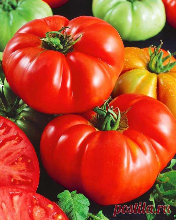 🍅СОБЛЮДАЙТЕ ЭТИ ПРАВИЛА ДОЗАРИВАНИЯ — ВКУСНЫЕ СВЕЖИЕ ТОМАТЫ БУДУТ У ВАС ЕЩЕ ОЧЕНЬ ДОЛГО🍅

 Многие дачники предпочитают не оставлять томаты на кустах до полного созревания, особенно если погода оставляет желать лучшего. Да и снятые заранее плоды довольно неплохо хранятся, что продлевает период потребления свежей продукции.
Но здесь есть несколько хитростей:
✅ Томаты можно срывать, когда они достигнут сортового размера, даже если кожица еще зеленая. Их собирают очень аккур...