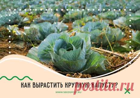 Как вырастить крупную капусту? 

Белокочанная капуста довольно капризна в выращивании. Получить крупные кочаны можно, только зная обо всех нюансах обращения с зелёной принцессой. Каких — расскажем сегодня 

🟢 Какие сорта выбрать?
Крупные кочаны получаются из семян среднепоздних и позднеспелых видов. Например, «Мегатон F1», «Сибирский гигант», «Русский размер». В среднем для позднеспелой капусты проходит 55-60 дней от посева до пересадки в открытый грунт.

🟢 Сеем капусту
...
