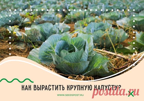 Как вырастить крупную капусту? 

Белокочанная капуста довольно капризна в выращивании. Получить крупные кочаны можно, только зная обо всех нюансах обращения с зелёной принцессой. Каких — расскажем сегодня 

🟢 Какие сорта выбрать?
Крупные кочаны получаются из семян среднепоздних и позднеспелых видов. Например, «Мегатон F1», «Сибирский гигант», «Русский размер». В среднем для позднеспелой капусты проходит 55-60 дней от посева до пересадки в открытый грунт.

🟢 Сеем капусту
...