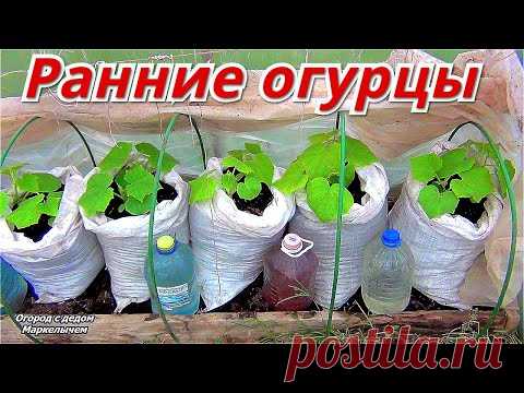Огурцы созреют раньше. Посадка рассады ранних огурцов в мешки.
