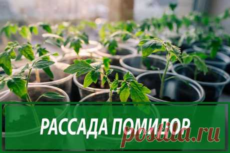 🥕ЖИЗНЬ В ОГОРОДЕ🌱 в Instagram: «Рассаду помидоров поливают раствором йода для более быстрого роста (1 капля на три литра). После применения этого раствора рассада зацветёт…» 134 отметок «Нравится», 5 комментариев — 🥕ЖИЗНЬ В ОГОРОДЕ🌱 (@fermerblog) в Instagram: «Рассаду помидоров поливают раствором йода для более быстрого роста (1 капля на три литра). После…»