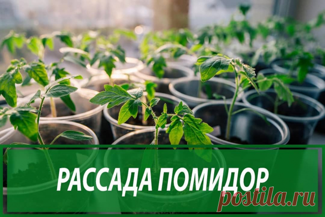 🥕ЖИЗНЬ В ОГОРОДЕ🌱 в Instagram: «Рассаду помидоров поливают раствором йода для более быстрого роста (1 капля на три литра). После применения этого раствора рассада зацветёт…» 134 отметок «Нравится», 5 комментариев — 🥕ЖИЗНЬ В ОГОРОДЕ🌱 (@fermerblog) в Instagram: «Рассаду помидоров поливают раствором йода для более быстрого роста (1 капля на три литра). После…»