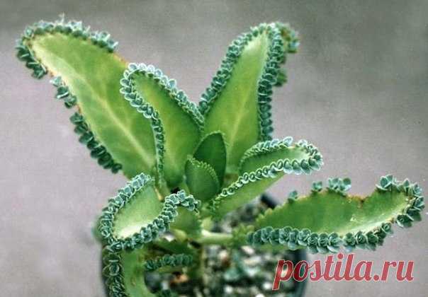 6 ЛЕКАРСТВ ИЗ ДОМАШНЕГО КАЛАНХОЭ 


 
 






Каланхоэ очень широко применяется не только в народной, но и в профессиональной медицине. Потратив немного времени и сил, вы вполне можете приготовить подобные аптечным препараты, которые…