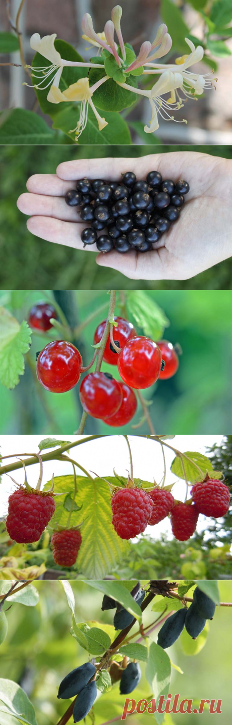 Обрезка плодовых кустарников позволит увеличить урожай