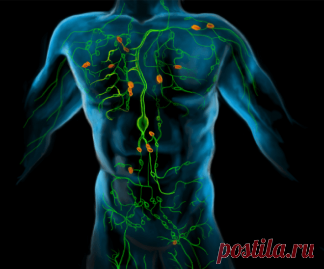 Чистим лимфу! Очищение по методу Шрота