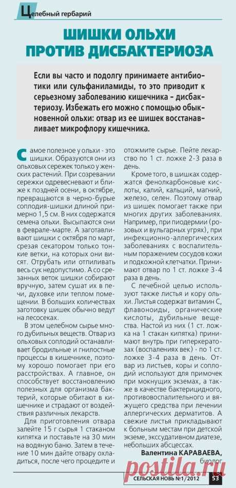 Шишки ольхи против дисбактериоза