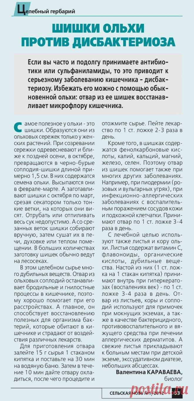 Шишки ольхи против дисбактериоза