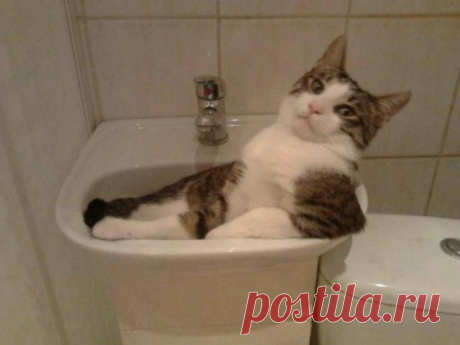 Животные, которые не сомневаются в своей крутости