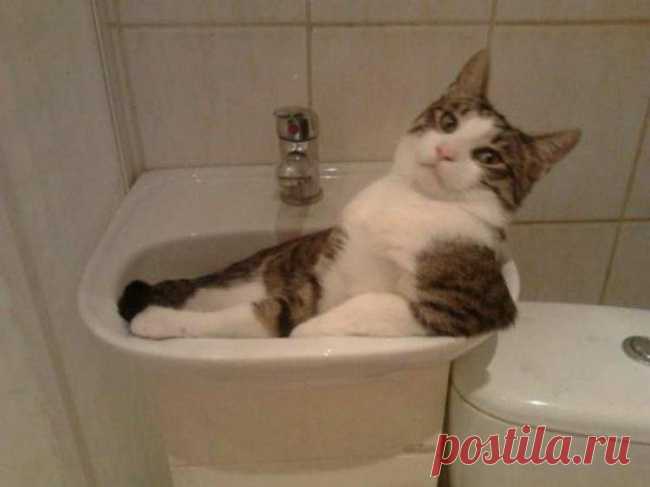 Животные, которые не сомневаются в своей крутости