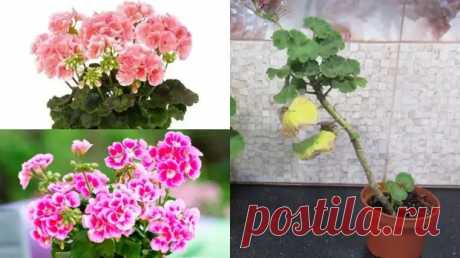 (16) Не выбрасывайте облысевшую герань: из неё можно вырастить роскошный куст и не один - Квартира, дом, дача - медиаплатформа МирТесен
