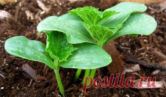 Удивительный способ посадки рассады огурцов