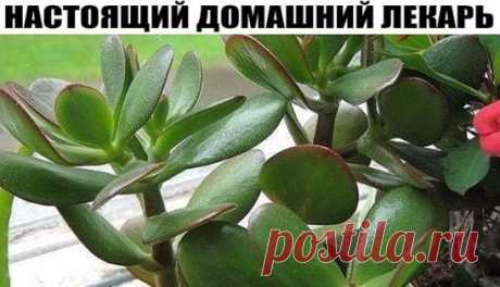 ЭТО КОМНАТНОЕ РАСТЕНИЕ - НАСТОЯЩИЙ ДОМАШНИЙ ЛЕКАРЬ!