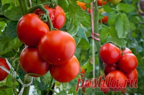 Подкормки томатов после высадки в грунт