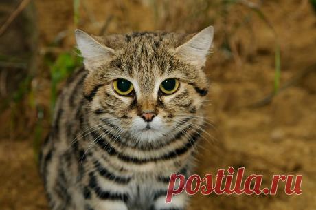 Черноногая кошка (Felis nigripes) | Терри Уиттакер Фотография