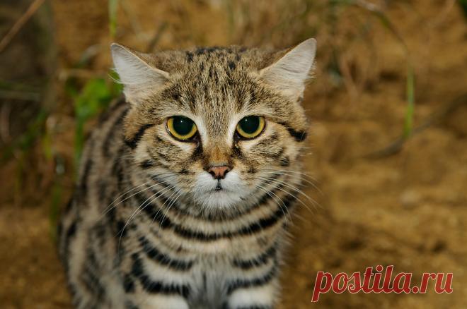 Черноногая кошка (Felis nigripes) | Терри Уиттакер Фотография