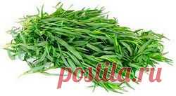 Эстрагон (тархун): полезные свойства и применение