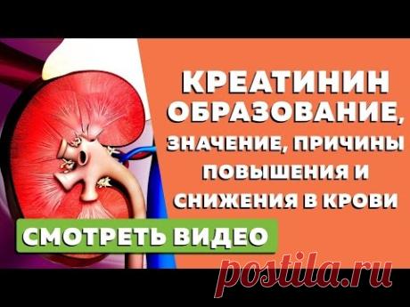 Креатинин образование, значение, причины повышения и снижения в крови