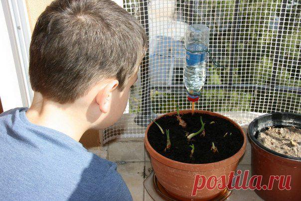 Собираетесь в отпуск? Уезжаете на дачу, а дома некому последить за цветами? | Страна Полезных Советов