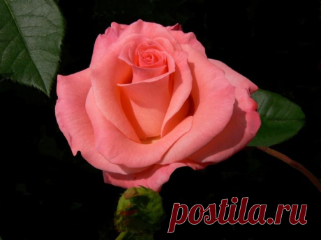 Мой Мир@Mail.Ru