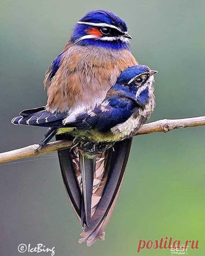 Home / Twitter
