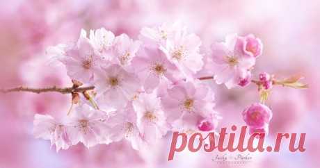Accolade Cherry Blossom
