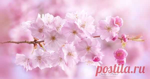 Accolade Cherry Blossom