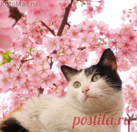 Нежное чувство