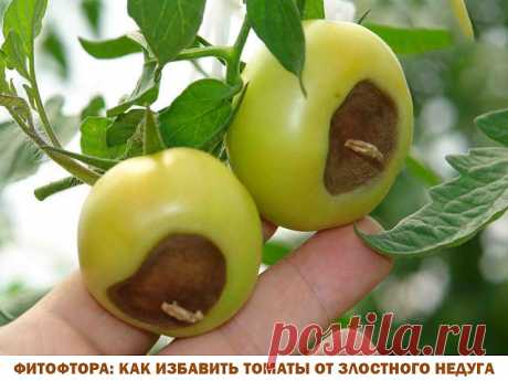 Рецепт №1 Болтушка 

— 5 литров воды; 
- 1 столовая ложка соды; 
- 3 столовые ложки растительного масла; 
- 1 чайная ложка жидкого мыла. 
Соединить все ингредиенты, взболтать и сразу опрыскать растения из пульверизатора или специального опрыскивателя. 

Рецепт №2 Хвойный отвар 
- хвоя (еловая, сосновая) — 1 литровая банка; 
- вода — 0,5 литра; 
- мыло хозяйственное — 30 грамм. 
Прокипятить хвою в течение 5 минут, остудить и процедить сквозь марлю. Разбавить водой в пропорц...