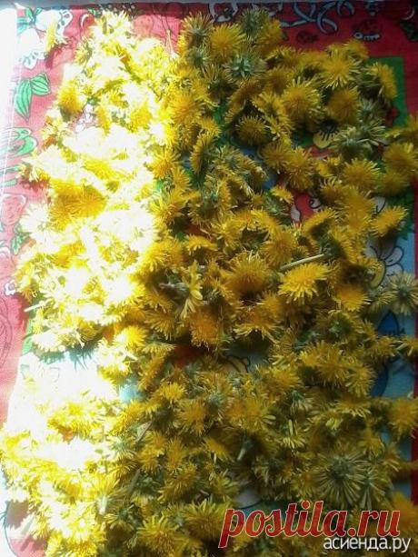 Варенье из одуванчиков.: Группа Собираем урожай: хвастики, рецепты, заготовки