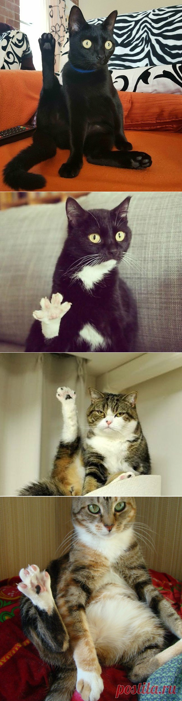 Котаны, у которых есть к вам некоторые вопросы.