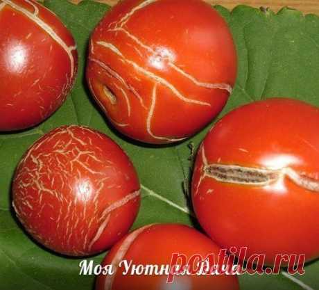 Предотвращения растрескивания томатов