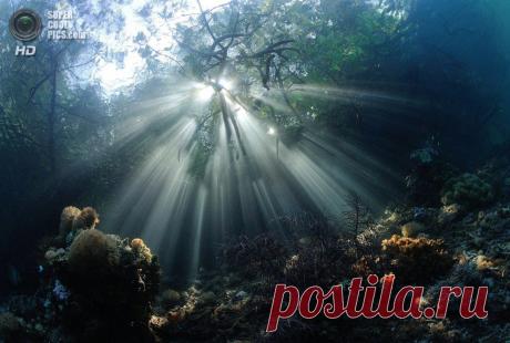 ФотоТелеграф » Победители конкурса подводной фотографии 2014 года