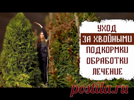 Уход за хвойными: подкормки, лечение ожога, обработка от болезней и вредителей