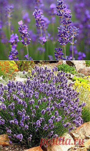Лаванда:выращивание, посадка, уход | Посоветуем