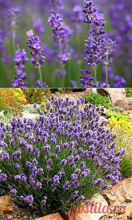 Лаванда:выращивание, посадка, уход | Посоветуем