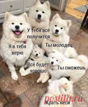В возрасте 40+ открываются совершенно иные, дополнительные поводы для простой житейской радости вроде заказать стеллаж, а он прям оказывается ХОРОШИМ, ЛАДНЫМ таким. Радоваться надо всему, я считаю. Спину не защемило - топчик, увидел хорошего кота - эхехе, купил сосиску в тесте - ну щас вообще гопака занесу! Лучок на подоконнике взошел - жизнь прекрасна! От погоды на улице не болит голова, до чего же расчудесный денёк! Встал без хруста коленок - я ещё огого!