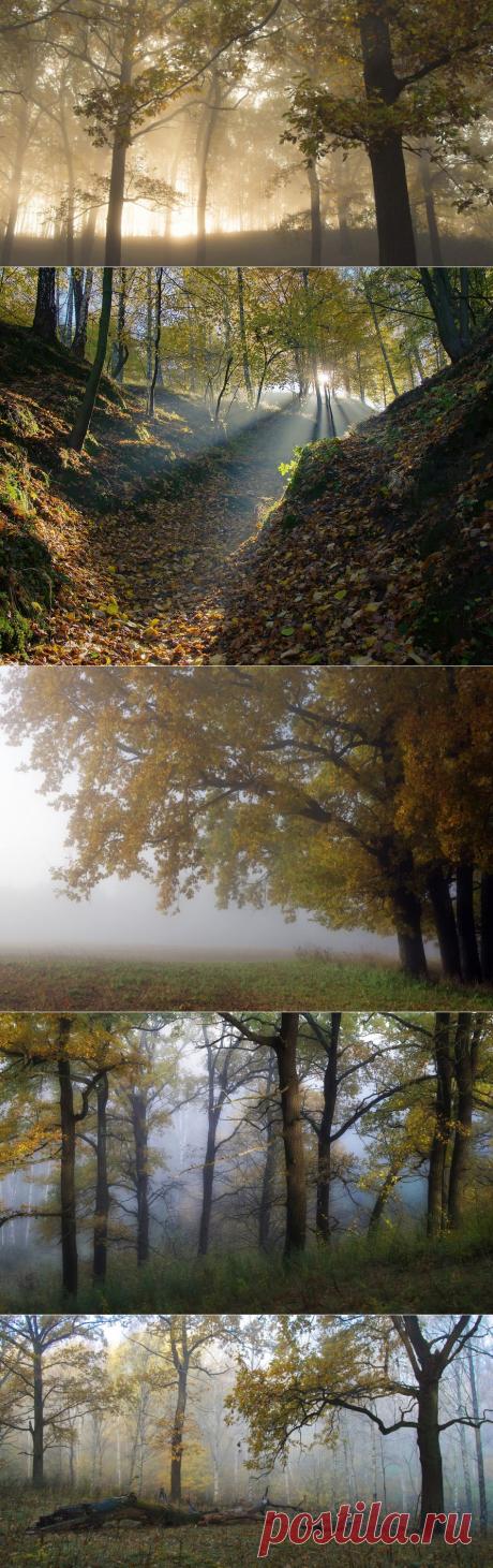 Лесов таинственная сень с печальным шумом  обнажалась .